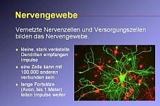 Nervensystem: Nervenzellen haben sehr viele Kontakte untereinander.